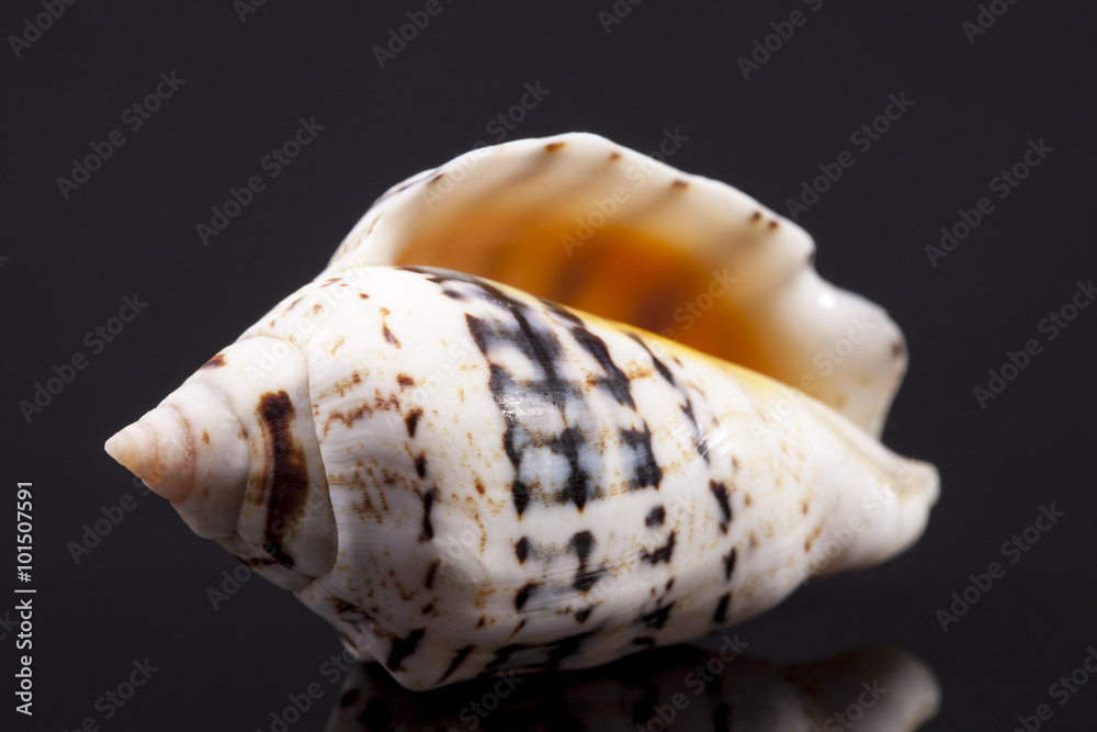single seashell isolated on black  background