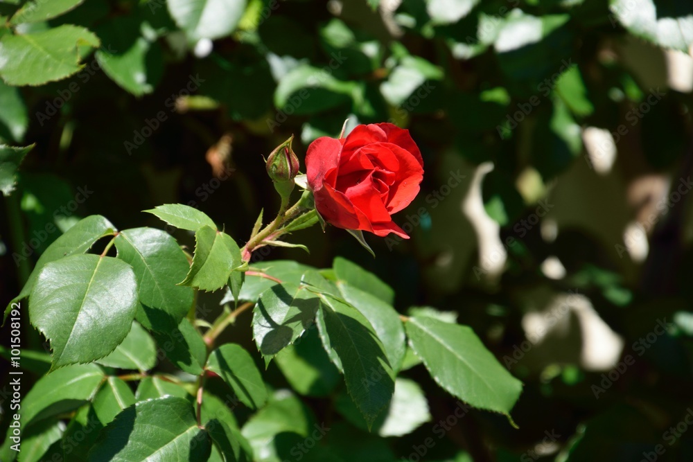 Red Rose