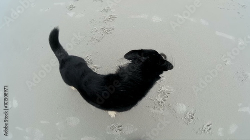 Dog playing on the Beach of Amrum in Germany