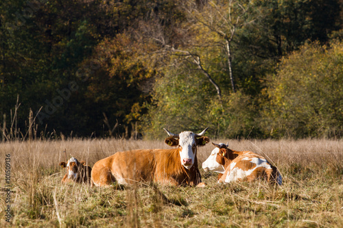 auf Wiese liegende Kuh im Herbst