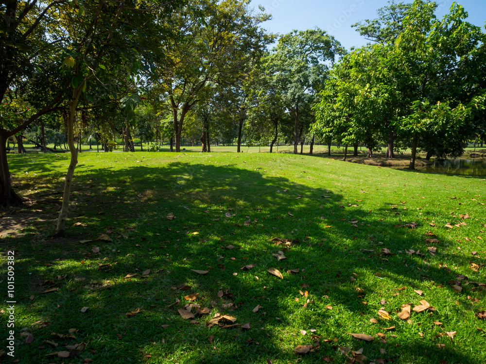 Obraz premium Green summer park garden.