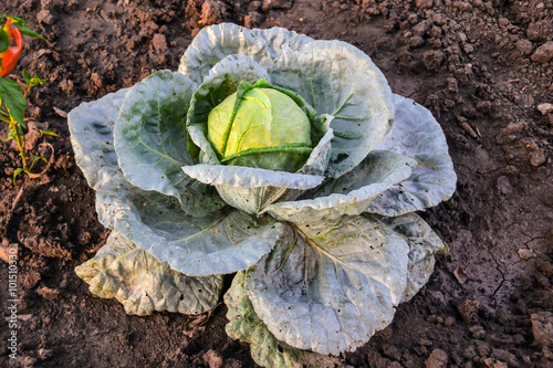 Growing in the garden cabbage photo