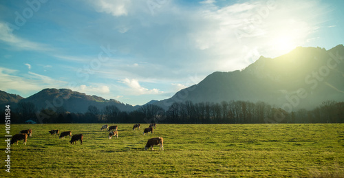 Magnificent Alpine landscape with cows grazing on the meadow at sunrise.