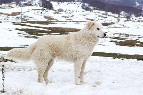 Maremma Sheepdog in the snow photo