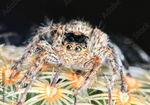 Macro shoot of Salticus scenicus jumping spider