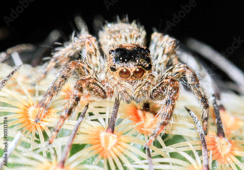 Macro shoot of Salticus scenicus jumping spider