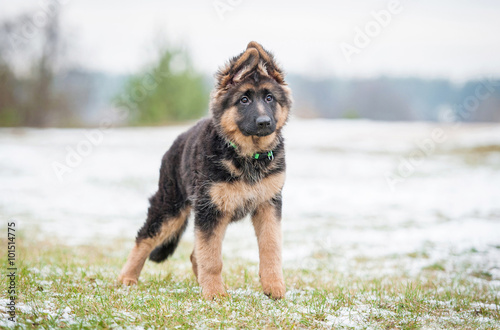 German shepherd puppy on the walk in winter © Rita Kochmarjova