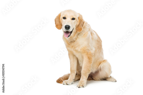 Young beautiul golden retriever dog