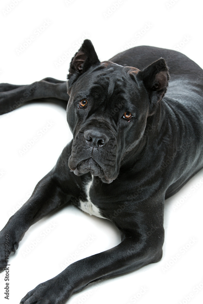 Obraz premium Beautiful cane corso dog
