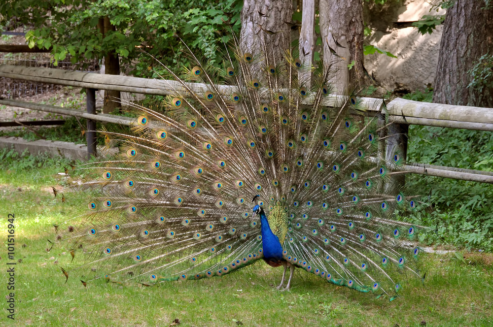 Fototapeta premium beautiful peacock with feathers out