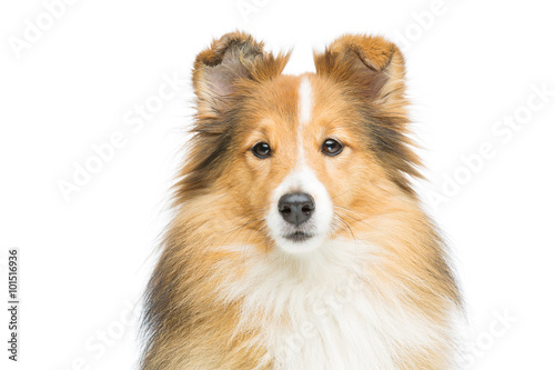 Fototapeta Naklejka Na Ścianę i Meble -  Brown sheltie dog