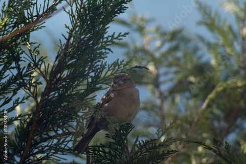 Cinciallegra, cinciarella, pettirosso, codirosso, passero mangia pallina grasso mangiatoia. Mangiatoia per uccelli, birdgardening photo