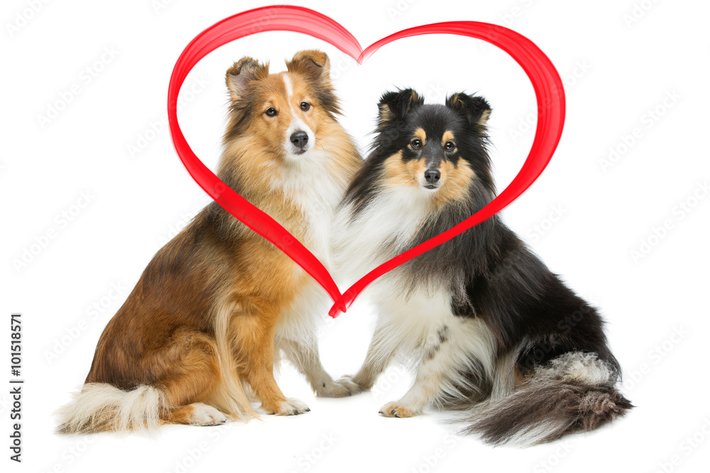 Two sheltie dogs