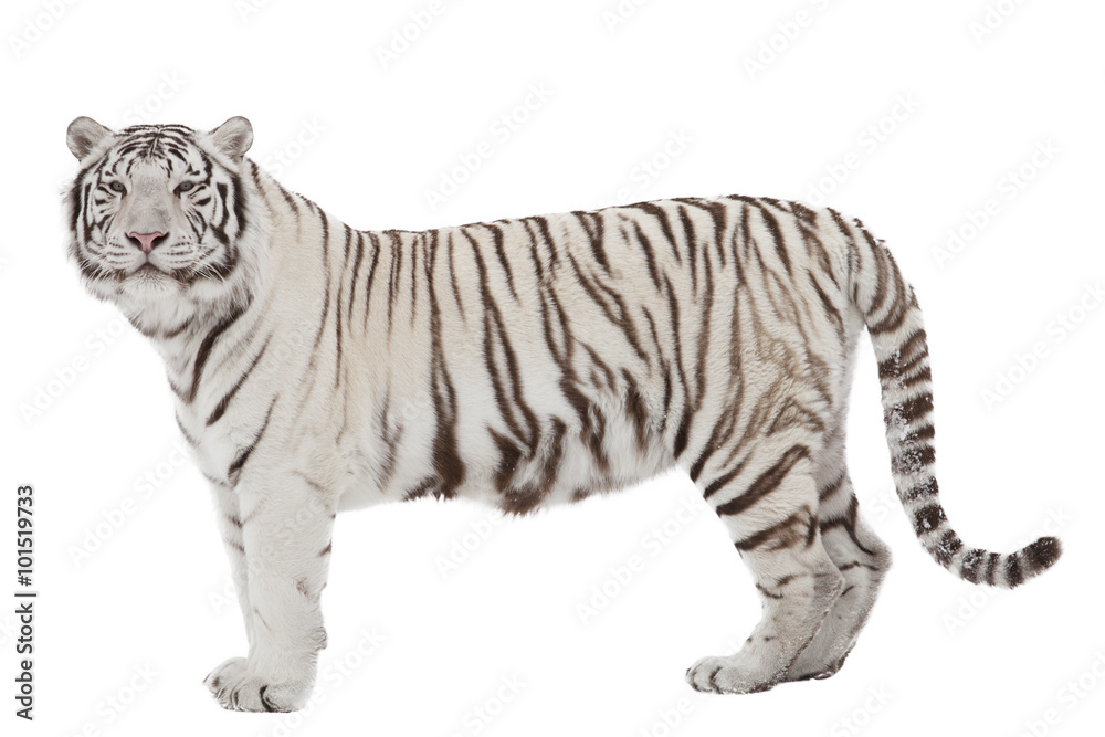 Naklejka premium Biały Tygrys