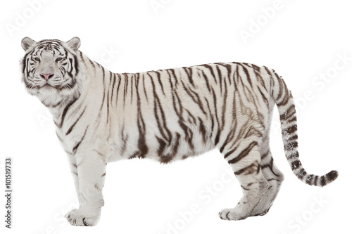 Obraz na plátně Bílý tygr