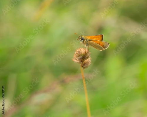 Small Skipper Butterfly (thymelicus sylvestnis) photo