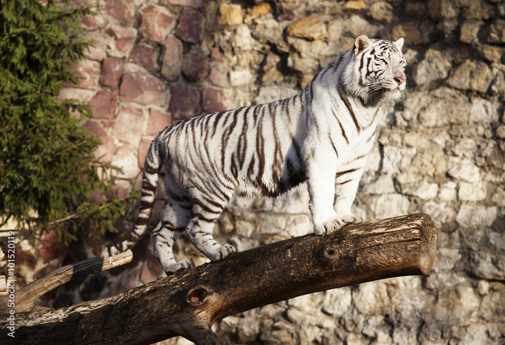 White tiger