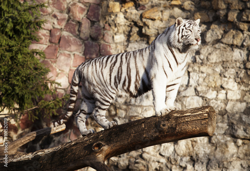 White tiger