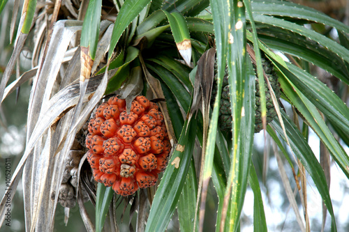 Seeds of sea pandanus or screw pine plant tree (Pandanus tectorius or Pandanus odoratissimus) photo