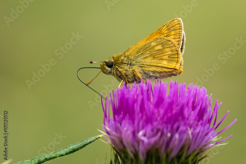 Small Skipper Butterfly on Thistle (thymelicus sylvestnis) photo