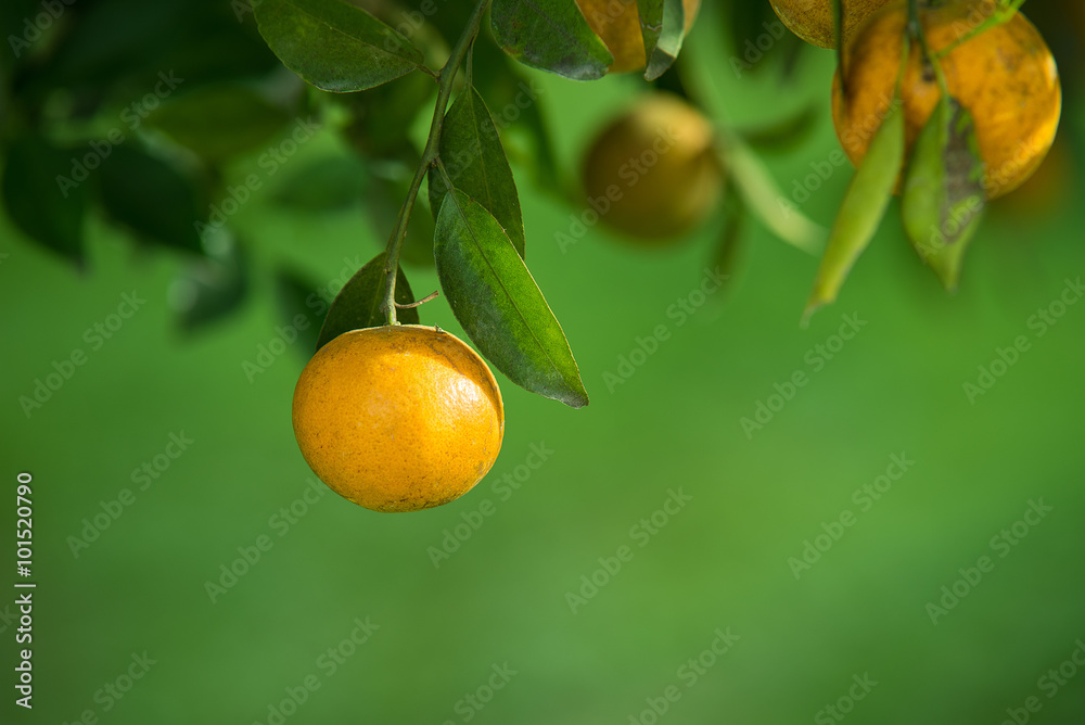 fresh orange on plant, orange tree..