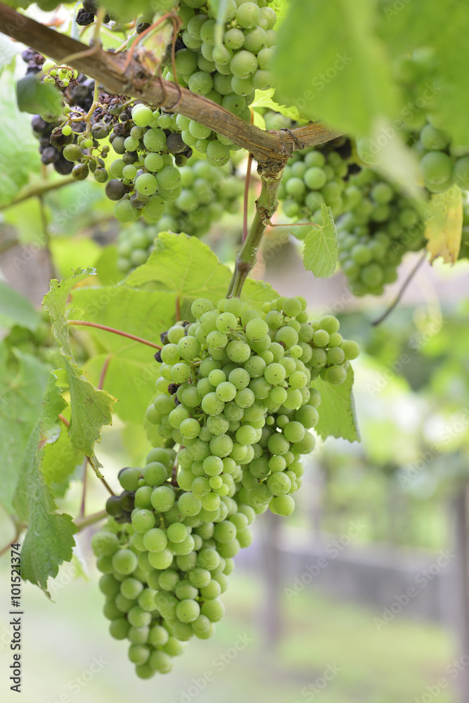 Albarino grapes and vines in Galicia, Spain Albarino grapes and vines in Galicia, Spain