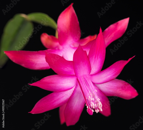 Blossoming Christmas Cactus