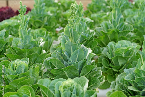 organic hydroponic vegetable