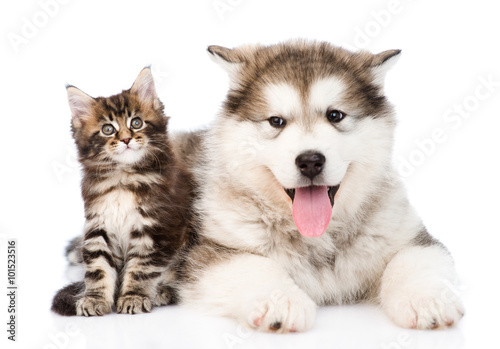 alaskan malamute dog and maine coon cat together. isolated on wh