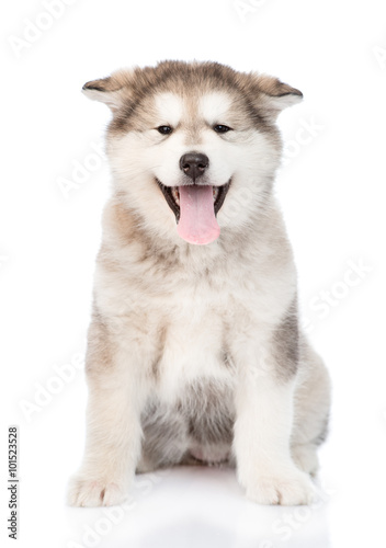 alaskan malamute puppy sitting in front. isolated on white backg