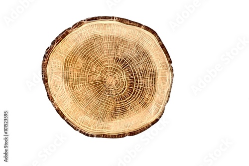 sectional view of tree