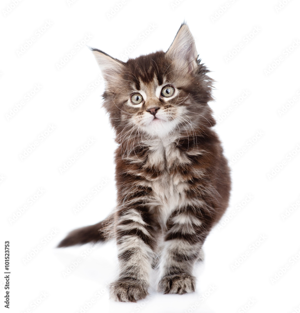 Fototapeta premium small maine coon cat standing in front. isolated on white backgr