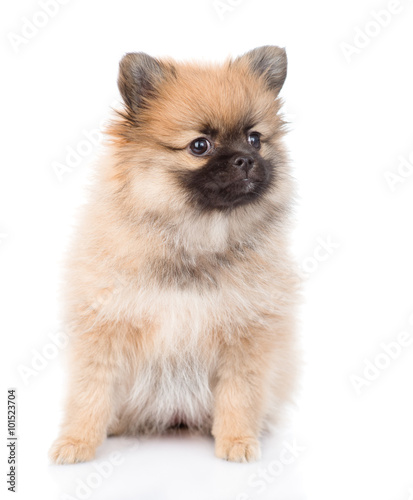 spitz puppy sitting in front. isolated on white background