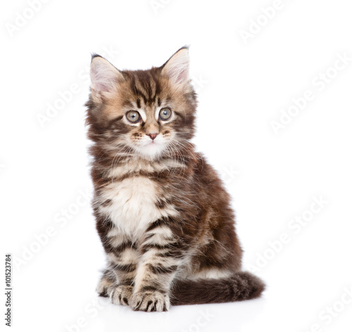 small maine coon cat sitting in front. isolated on white backgro