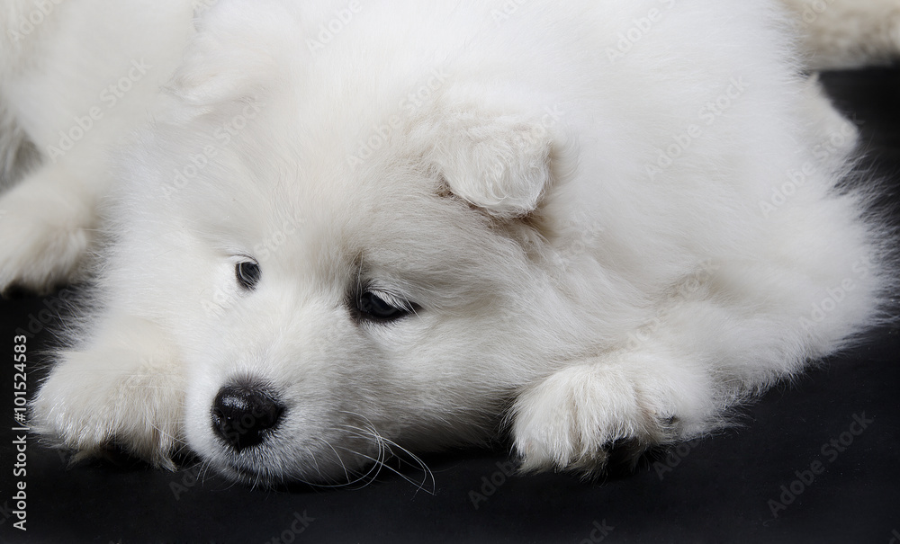 Samoyed puppy