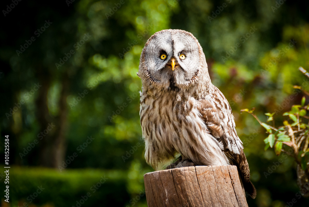 Owl Owl