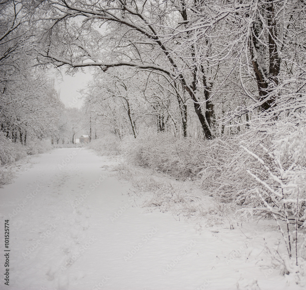 Obraz premium winter landscape