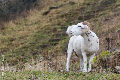 Wiltshire horn ram. A male Wiltshire horn sheep with burdock burrs in his fleece  