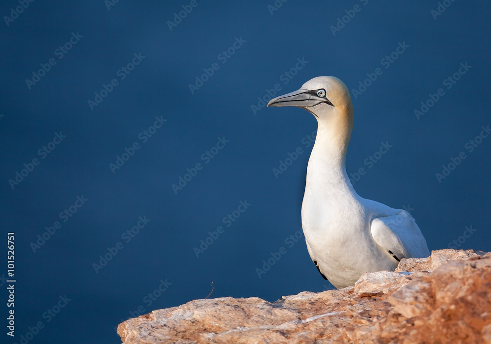 Northern gannet sitting on the edge of cliff, with blue clean background, Helgoland, Germany Northern gannet sitting on the edge of cliff, with blue clean background, Helgoland, Germany