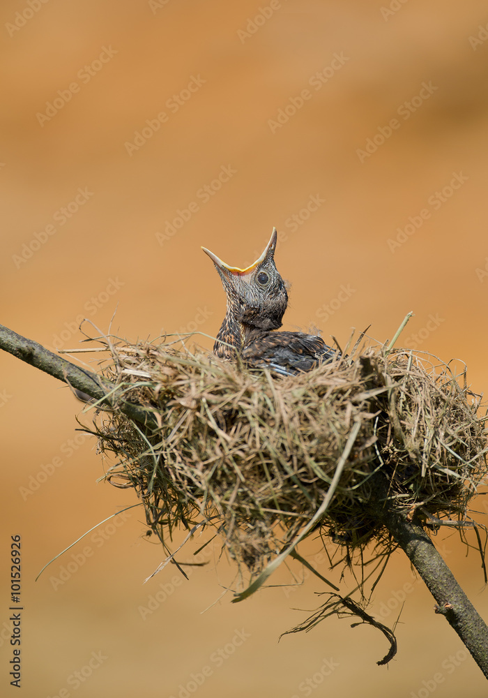 Young common blackbird in the nest with open beak, waiting for feeding, orange clean background, Czech Republic Young common blackbird in the nest with open beak, waiting for feeding, orange clean background, Czech Republic