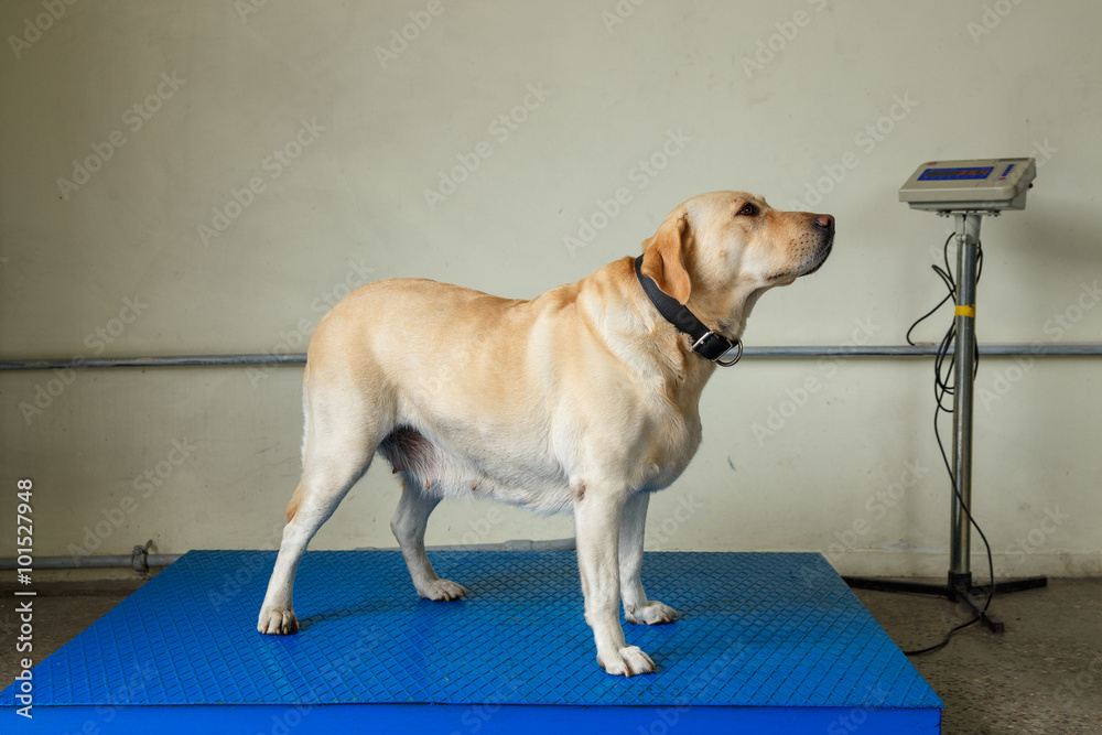 Fotografie Labrador retriever Customs dog