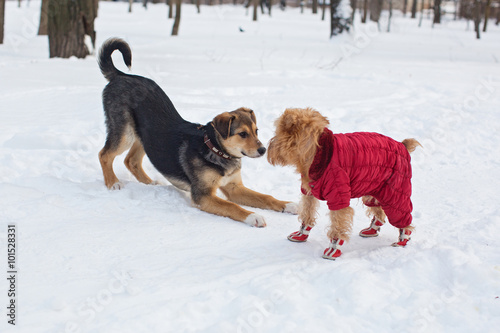Photography Two dogs on a walk in winter