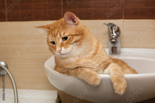 Fototapeta Naklejka Na Ścianę i Meble -  Big ginger cat g in  sink