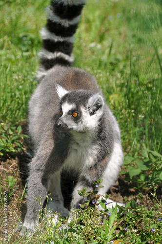 Ring-tailed lemur is instantly recognisable due to its long, bushy, black-and-white ringed tail.