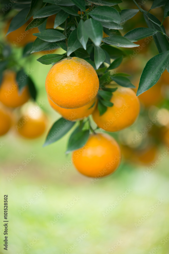 fresh orange fresh orange