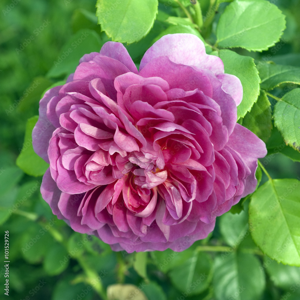 Englische Rose, Princess Anne