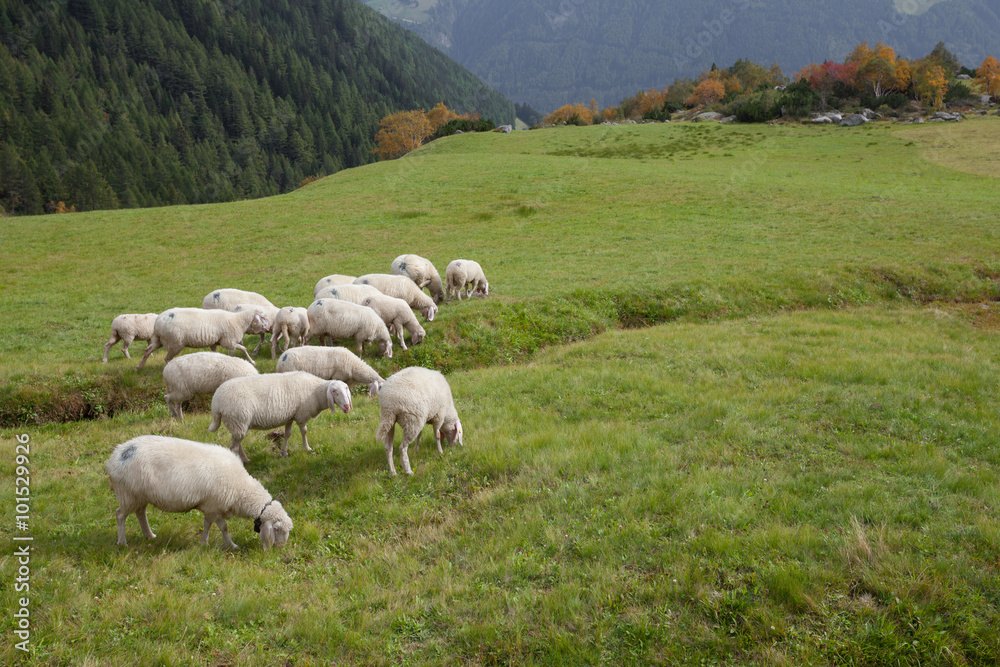flock of sheep in an italian mountain pasture