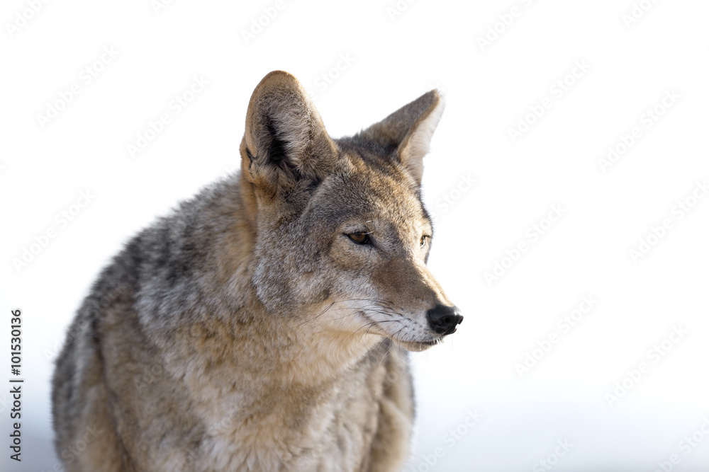 Coyote Coyote