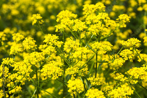 Yellow rapeseed flowers (Brassica napus)