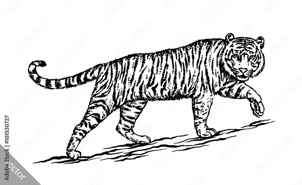 Naklejka premium engrave ink draw tiger illustration